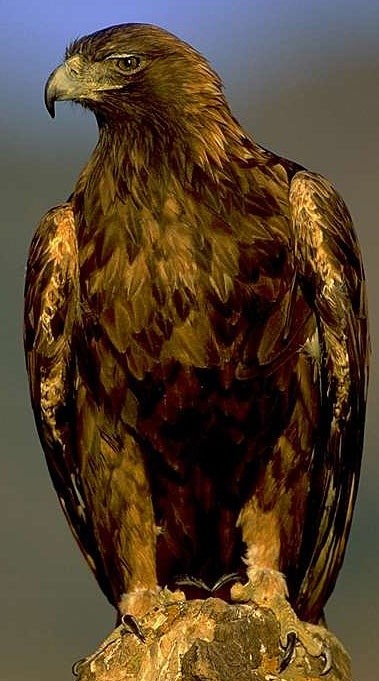 Photo:  Golden Eagle